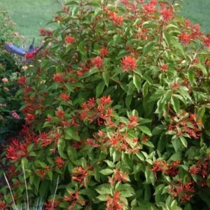 Mexican Firebush Compacta Live Plant – 1 Gallon – Outdoor Shrub - Image 2