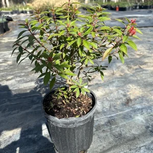 Mexican Firebush Compacta Live Plant – 1 Gallon – Outdoor Shrub - Image 3