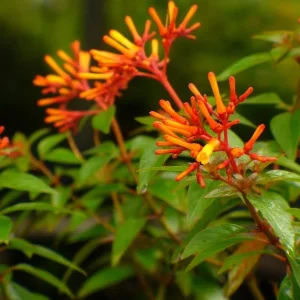 Mexican Firebush Compacta Live Plant – 1 Gallon – Outdoor Shrub - Image 1