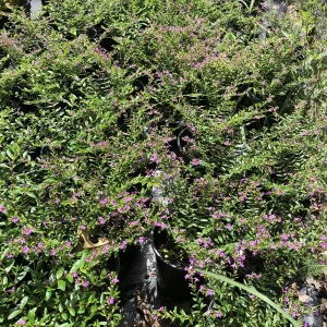 Mexican Heather Cuphea Live Plant – 1 Gallon Pot – Outdoor Shrub - Image 2