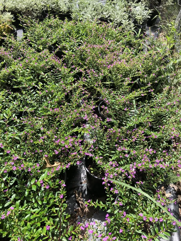 Mexican Heather Cuphea Live Plant – 1 Gallon Pot – Outdoor Shrub - Image 2