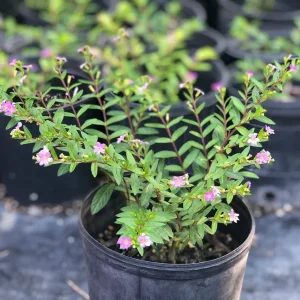 Mexican Heather Cuphea Live Plant – 1 Gallon Pot – Outdoor Shrub - Image 1