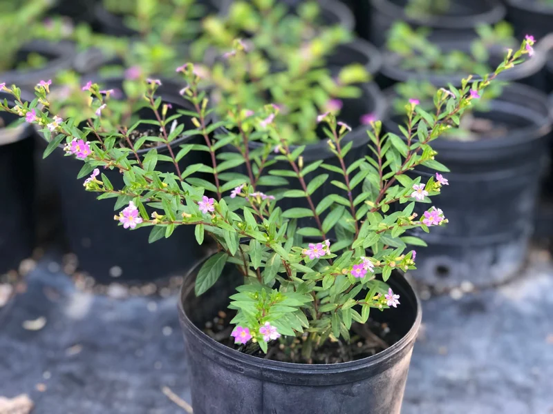 Mexican Heather Cuphea Live Plant – 1 Gallon Pot – Outdoor Shrub - Image 1