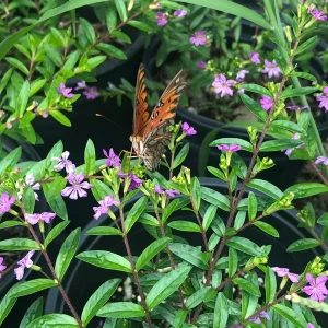 Mexican Heather Cuphea Live Plant – 1 Gallon Pot – Outdoor Shrub - Image 3