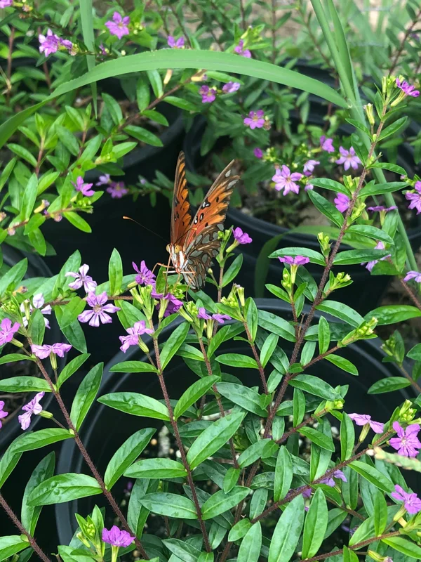 Mexican Heather Cuphea Live Plant – 1 Gallon Pot – Outdoor Shrub - Image 3