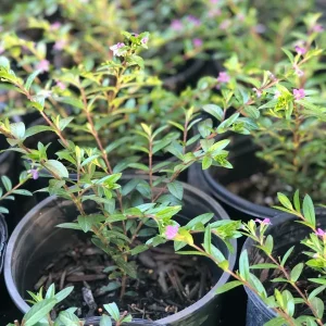 Mexican Heather Cuphea Live Plant – 1 Gallon Pot – Outdoor Shrub - Image 4
