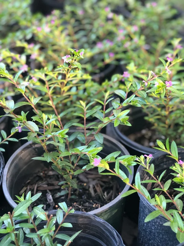 Mexican Heather Cuphea Live Plant – 1 Gallon Pot – Outdoor Shrub - Image 4