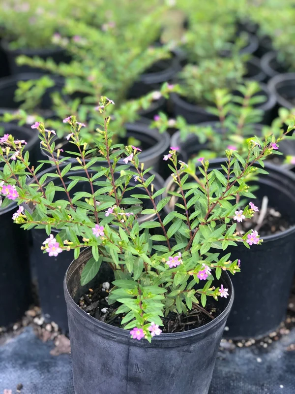 Mexican Heather Cuphea Live Plant – 1 Gallon Pot – Outdoor Shrub - Image 5