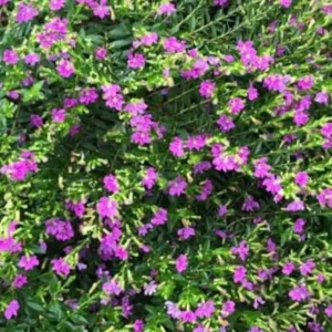 Mexican Heather Live Plant - Purple Bloom - 4