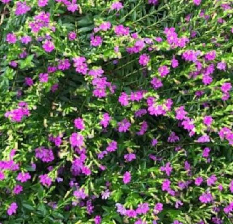 Mexican Heather Live Plant - Purple Bloom - 4" Container - Outdoor - Image 2