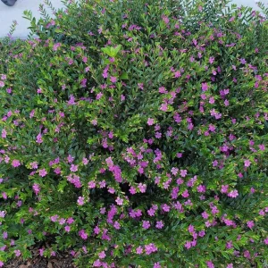 Mexican Heather Live Plant - Purple Bloom - 4