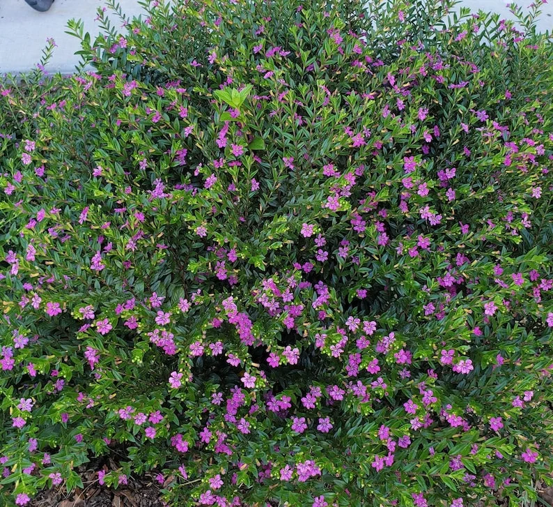 Mexican Heather Live Plant - Purple Bloom - 4" Container - Outdoor - Image 3
