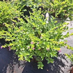 Mexican Heather Live Plant - Purple Bloom - 4