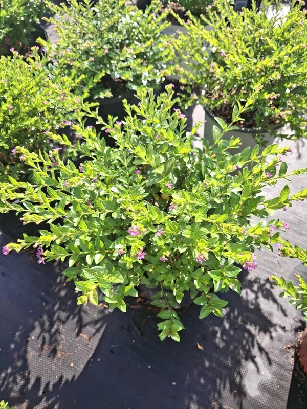 Mexican Heather Live Plant - Purple Bloom - 4" Container - Outdoor - Image 4