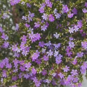 Mexican Heather Live Plant - Purple Bloom - 4