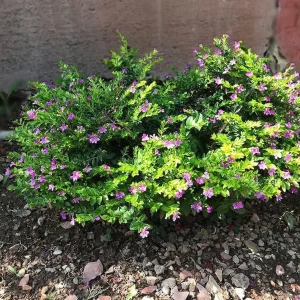 Mexican Heather Live Plant - Purple Bloom - 4