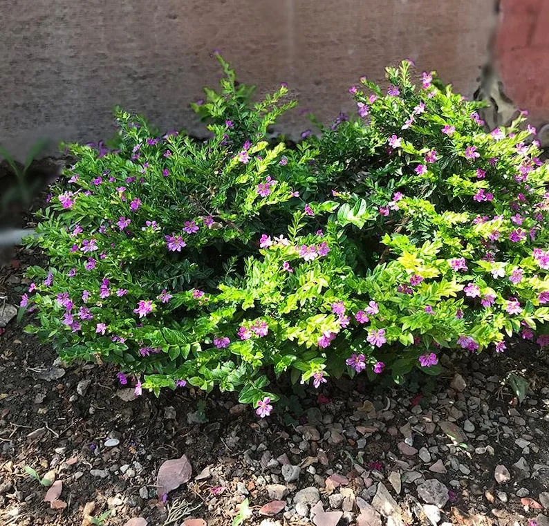 Mexican Heather Live Plant - Purple Bloom - 4" Container - Outdoor - Image 6