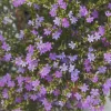 Mexican Heather Live Plant - Purple Bloom - 4" Container - Outdoor - Image 1