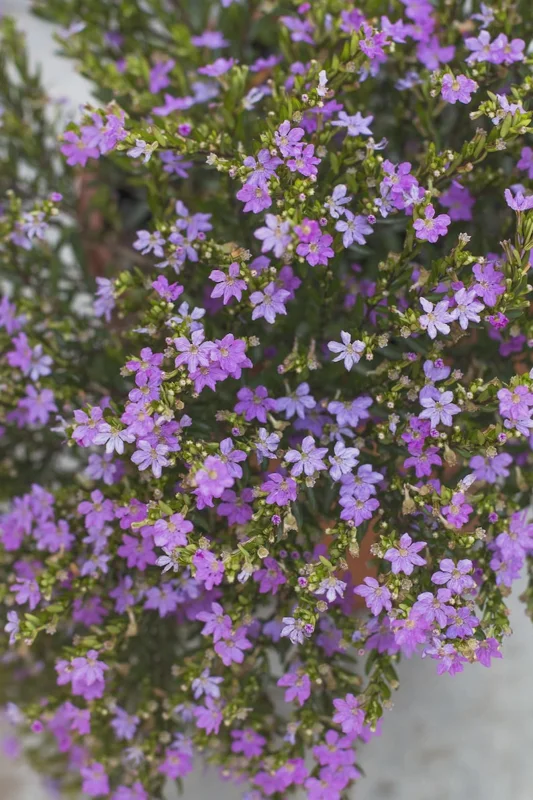 Mexican Heather Live Plant - Purple Bloom - 4" Container - Outdoor - Image 1