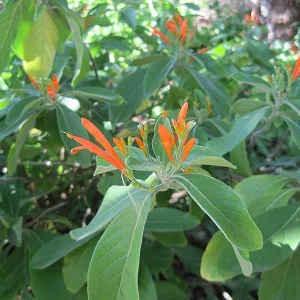 Mexican Honeysuckle Live Plant – 1 Gallon Pot – Indoor/Outdoor Shrub - Image 2