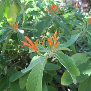 Mexican Honeysuckle Live Plant – 4in Pot – Drought-Tolerant Shrub - Image 2
