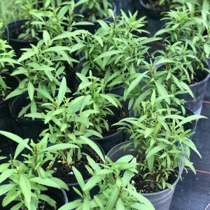 Mexican Mint Marigold Live Plant – 1 Gallon Pot – Herbaceous Perennial – Outdoor - Image 2