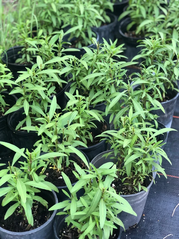Mexican Mint Marigold Live Plant – 1 Gallon Pot – Herbaceous Perennial – Outdoor - Image 2