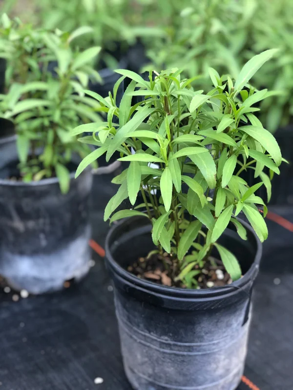 Mexican Mint Marigold Live Plant – 1 Gallon Pot – Herbaceous Perennial – Outdoor - Image 1