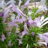 Mexican Oregano Live Plant – 1 Gallon Pot – Culinary Herb for Indoor/Outdoor - Image 1