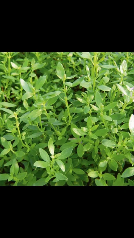 Mexican Oregano Live Plant - 4in Pot - Culinary Herb for Indoor/Outdoor - Image 2