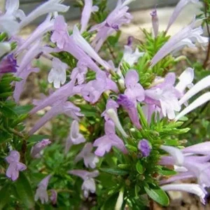 Mexican Oregano Live Plant - 4in Pot - Culinary Herb for Indoor/Outdoor - Image 1