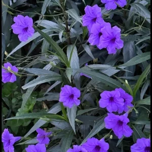 Mexican Petunia Ruellia Live Plant – Purple Flowers – Pollinator Friendly Groundcover - Image 1