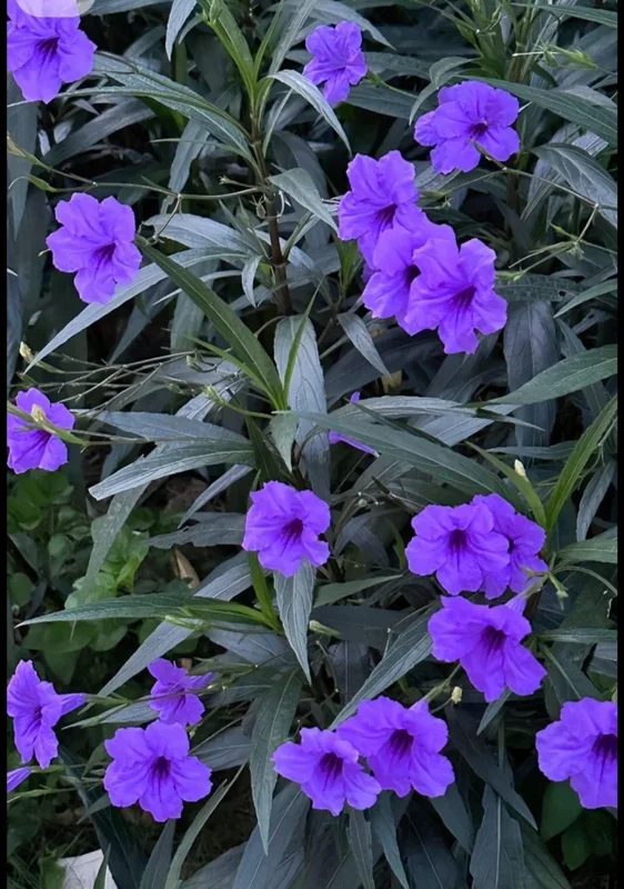 Mexican Petunia Ruellia Live Plant – Purple Flowers – Pollinator Friendly Groundcover - Image 1