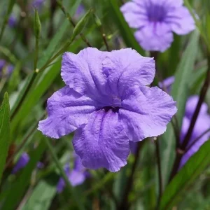 Mexican Petunia Ruellia Live Plant – Purple Flowers – Pollinator Friendly Groundcover - Image 2