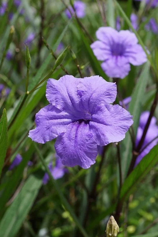 Mexican Petunia Ruellia Live Plant – Purple Flowers – Pollinator Friendly Groundcover - Image 2