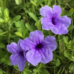 Mexican Petunia Ruellia Live Plant – Purple Flowers – Pollinator Friendly Groundcover - Image 3