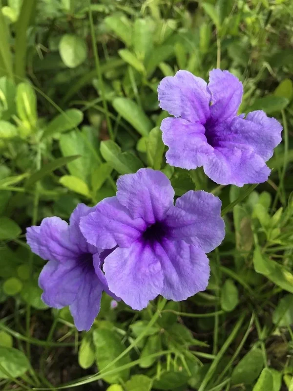 Mexican Petunia Ruellia Live Plant – Purple Flowers – Pollinator Friendly Groundcover - Image 3