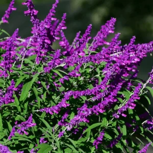 Mexican Sage 'Santa Barbara' Live Starter Plant - Drought Tolerant Flowers - Image 2