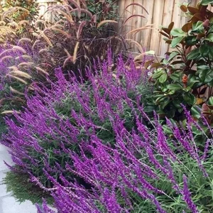 Mexican Sage 'Santa Barbara' Live Starter Plant - Drought Tolerant Flowers - Image 3