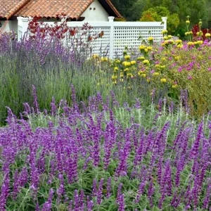 Mexican Sage 'Santa Barbara' Live Starter Plant - Drought Tolerant Flowers - Image 4