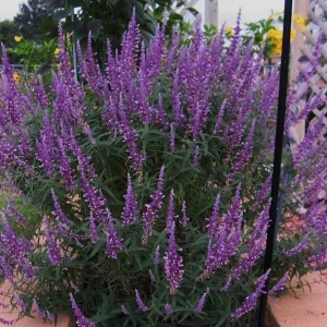 Mexican Sage 'Santa Barbara' Live Starter Plant - Drought Tolerant Flowers - Image 5