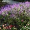 Mexican Sage 'Santa Barbara' Live Starter Plant - Drought Tolerant Flowers - Image 1