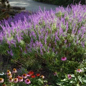 Mexican Sage 'Santa Barbara' Live Starter Plant - Drought Tolerant Flowers - Image 1