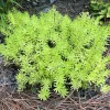 Mexican Sedum Live Plant – 1 Gallon Pot – Outdoor Succulent - Image 1
