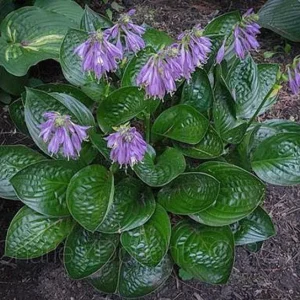 Midnight Oil Hosta Live Plant – 5.25