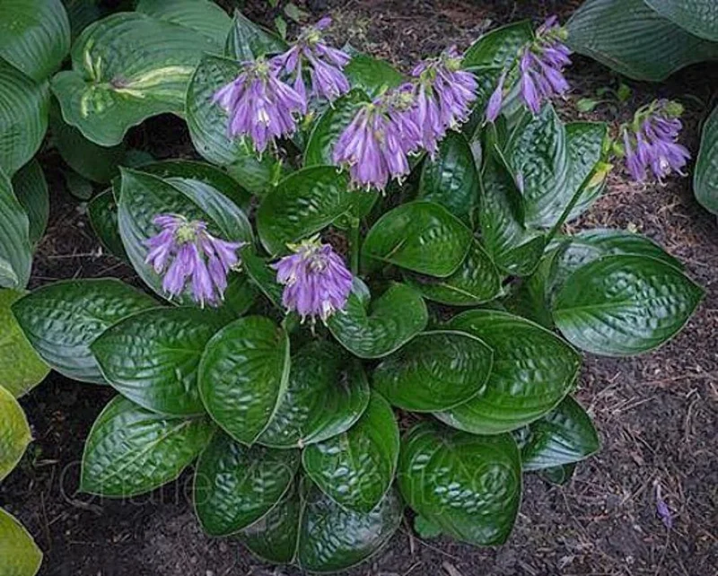 Midnight Oil Hosta Live Plant – 5.25" Pot – Shiny Dark Leaves Perennial - Image 2