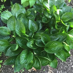 Midnight Oil Hosta Live Plant – 5.25