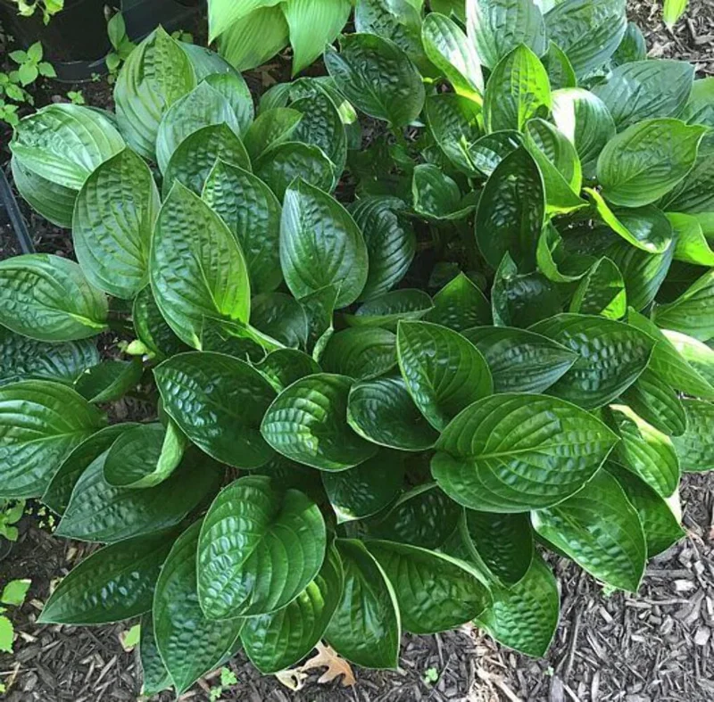 Midnight Oil Hosta Live Plant – 5.25" Pot – Shiny Dark Leaves Perennial - Image 3