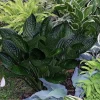 Midnight Oil Hosta Live Plant – 5.25" Pot – Shiny Dark Leaves Perennial - Image 1
