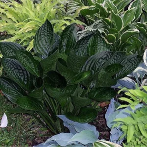 Midnight Oil Hosta Live Plant – 5.25